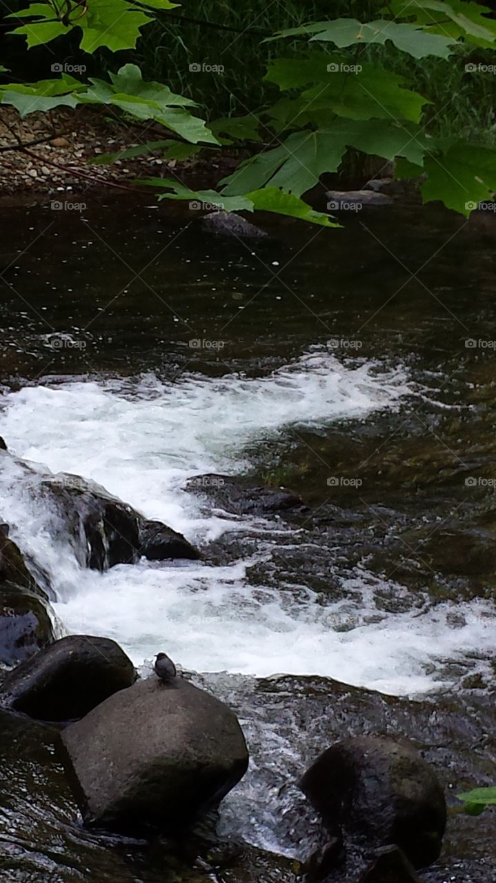 Bird on a rock at Sweet Creek