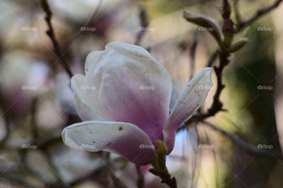 January Garden Lover