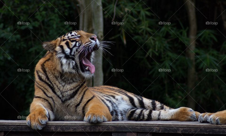 Majestic tiger yawning