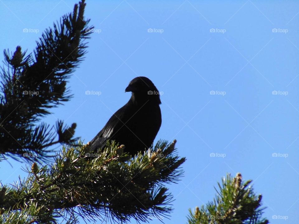 Raven in a tree