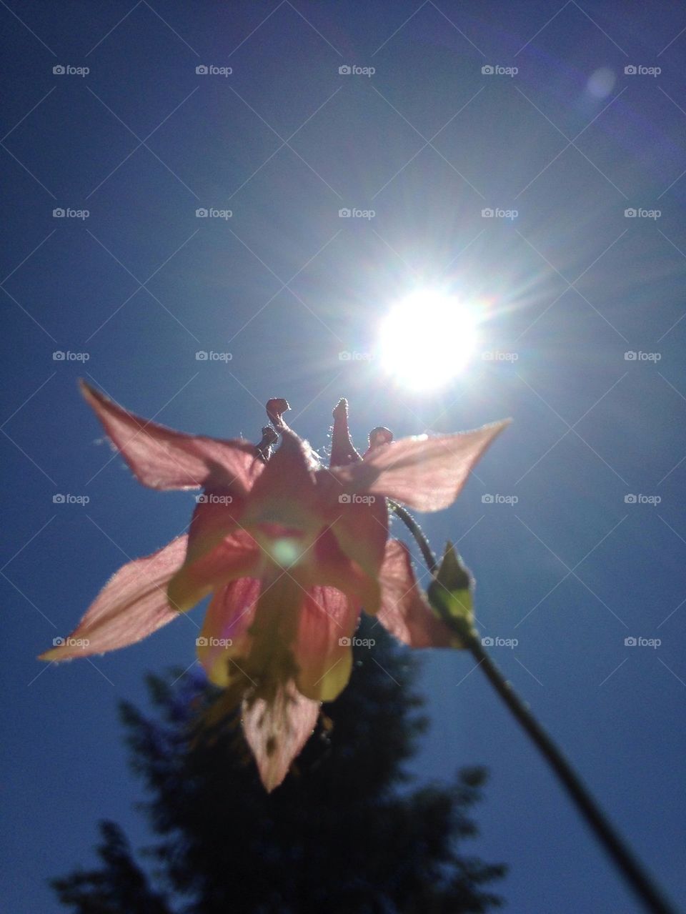 Shining Flower