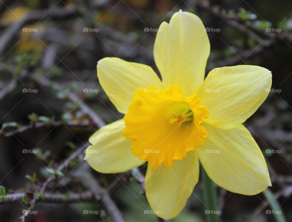 easter flower