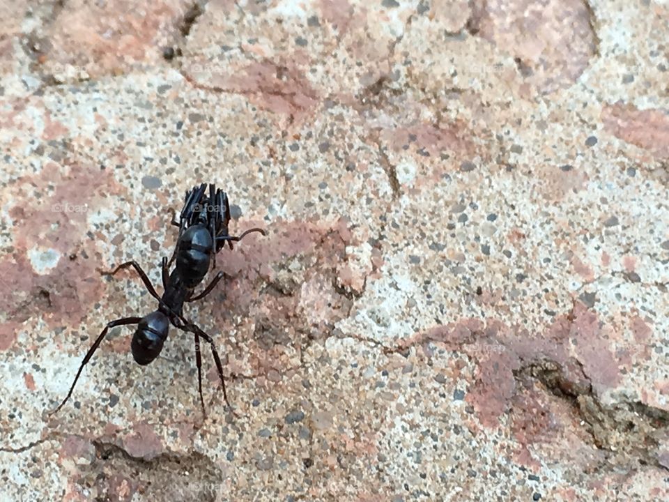 Closeup worker ant on patterned textured sidewalk carrying dead or wounded ant
