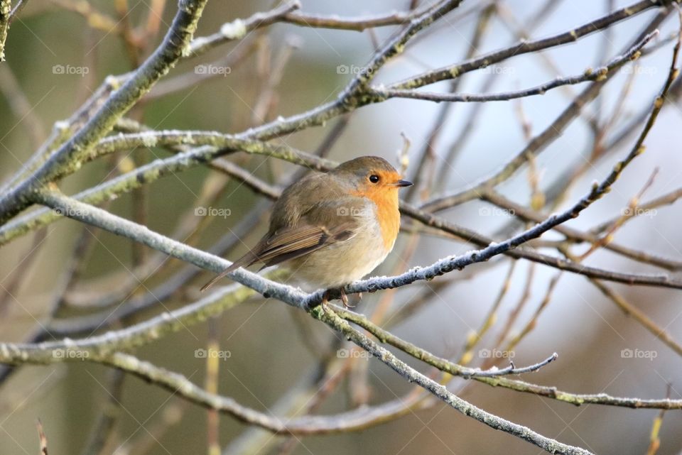 Robin on a cold morning