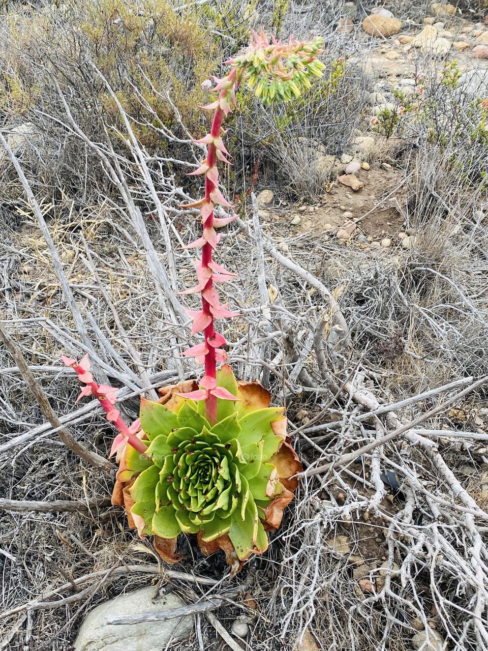 succulent in its habitat