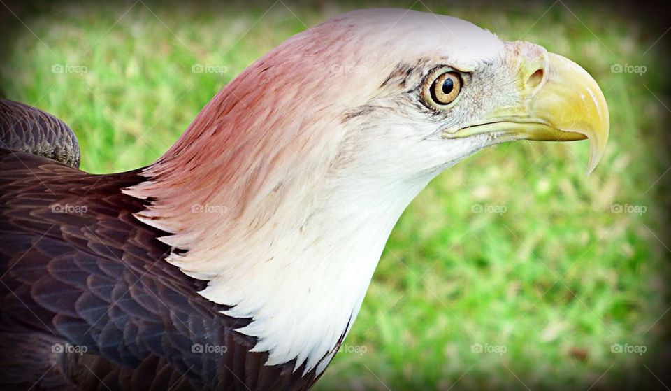 American Bald Eagle