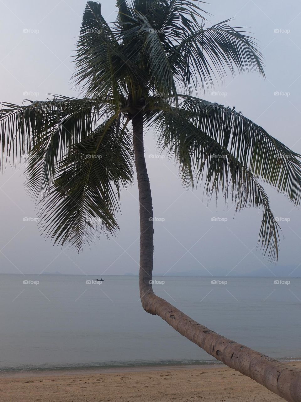 Strange bendy palm tree at the beach 