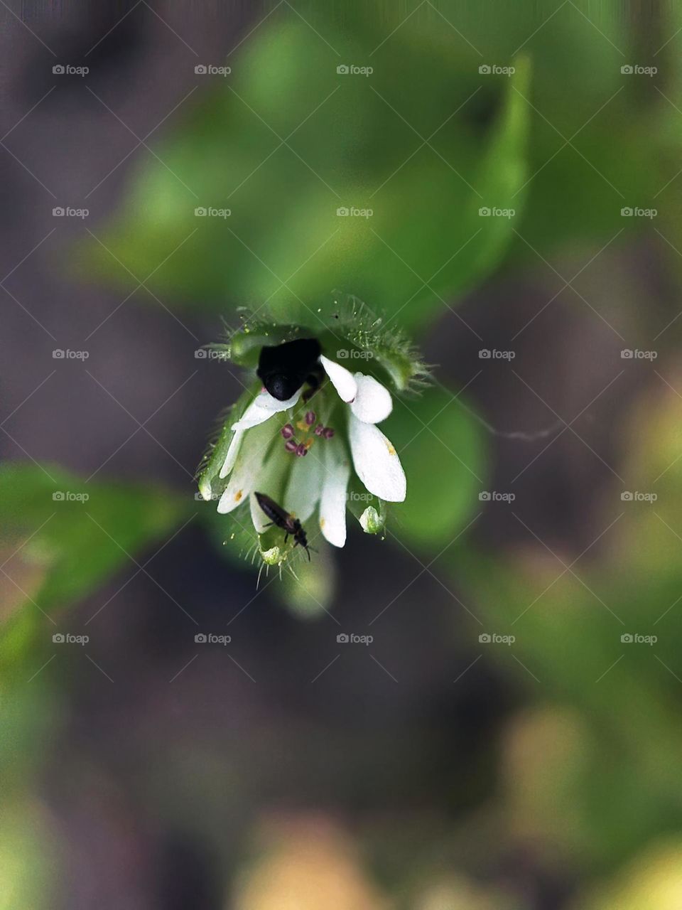 Macro photo of green grass growing in the garden