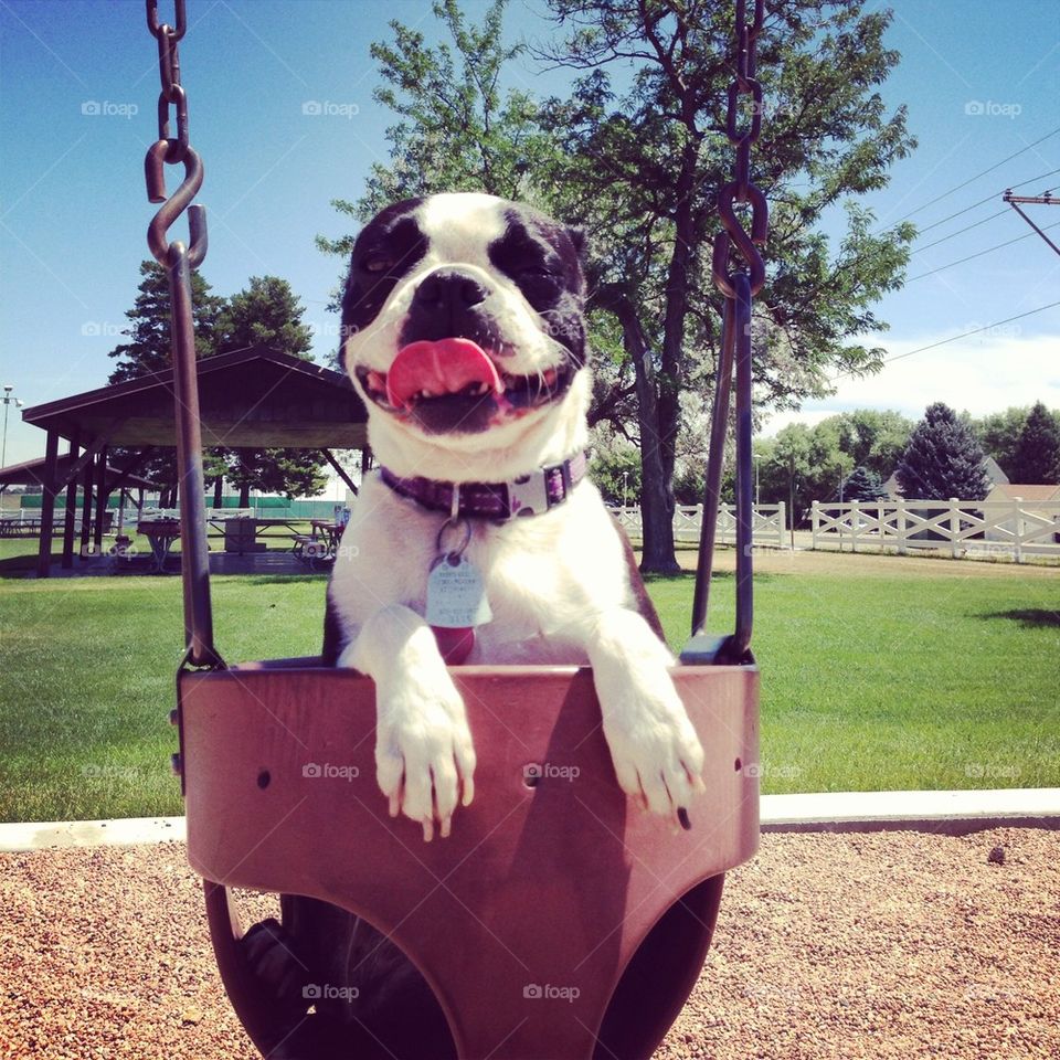 Puppy in a swing