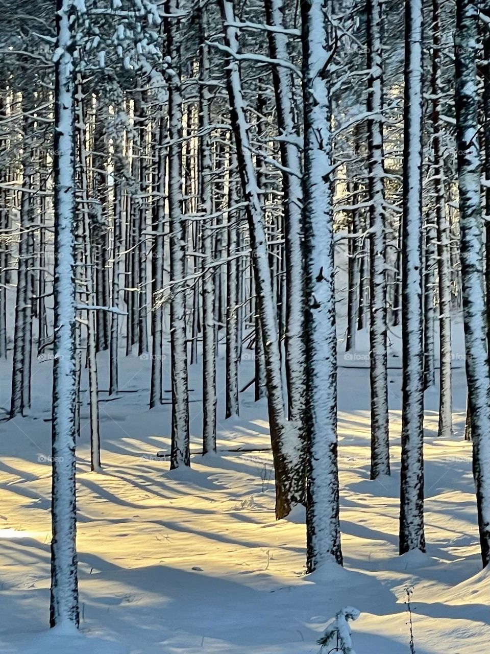 Winter forest.