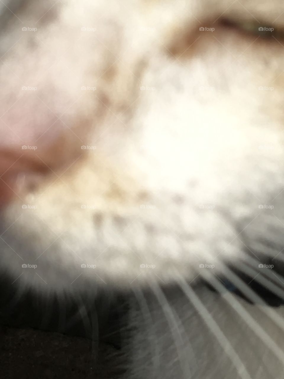 A nose knows what’s a nose know do you know what a nose knows?