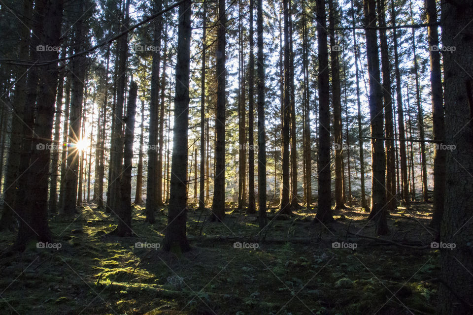 Sun rays in the forest