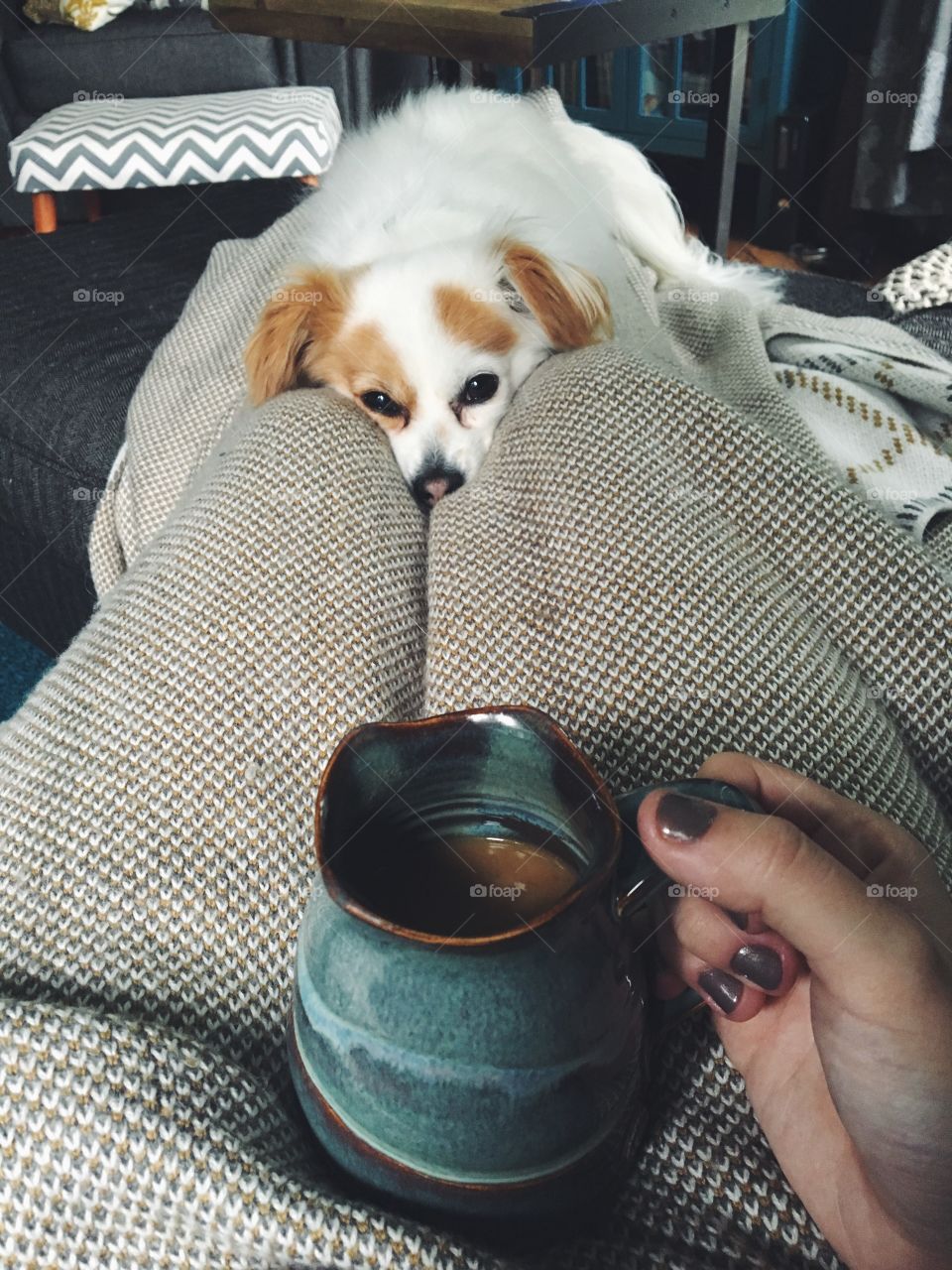 Dog staring at coffee