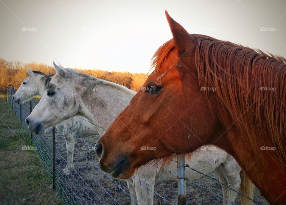 Perfectly Imperfect Horses