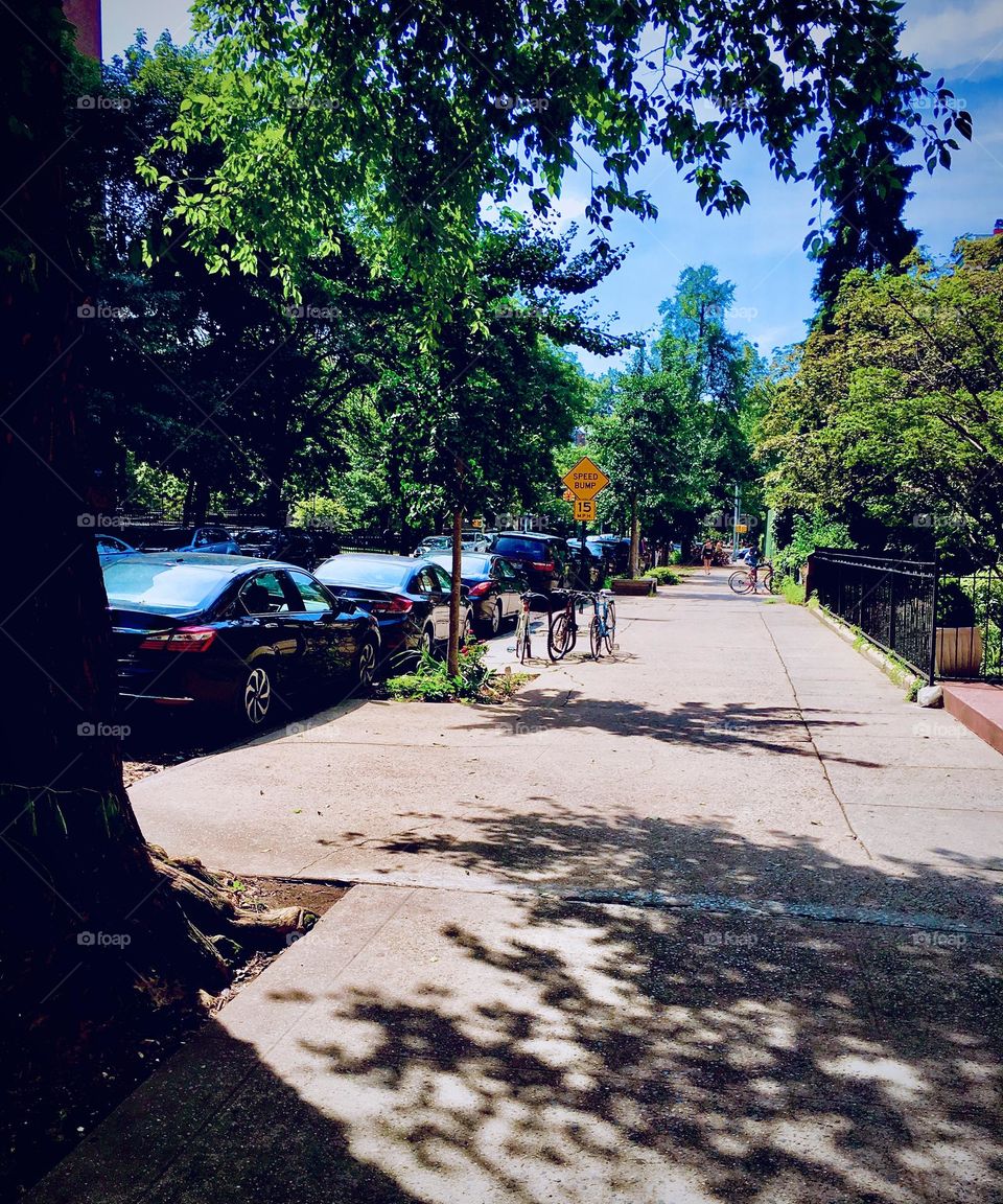A beautiful tree lined sidewalk in “Clinton Hill”, Brooklyn makes it appear as if we were in a forest or park. The elongated shadows of the trees add to the beauty of the scenery. 2020. Hypnotic Productions