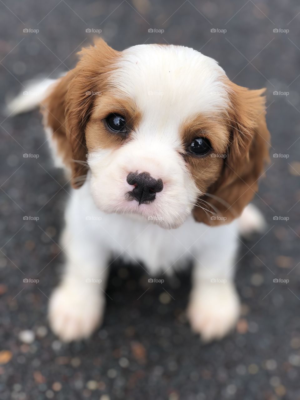 Adorable puppy eyes, how can you say no to those eyes! 
