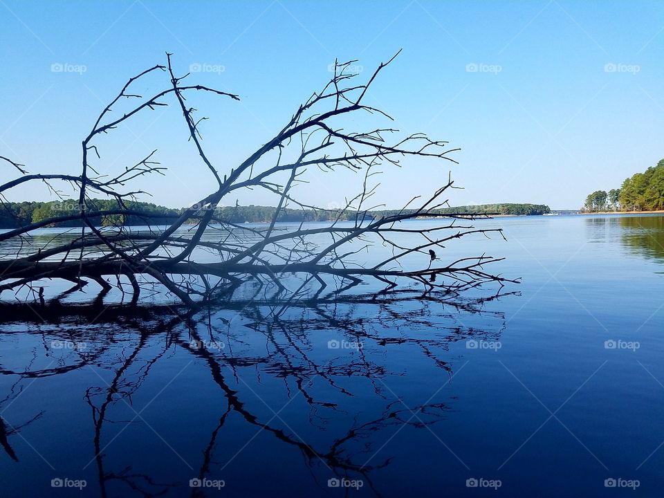 fallen tree in lake-reflected.