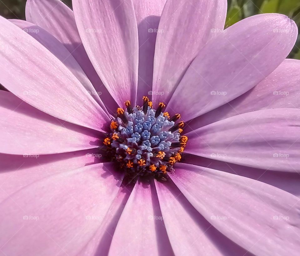 purple flower