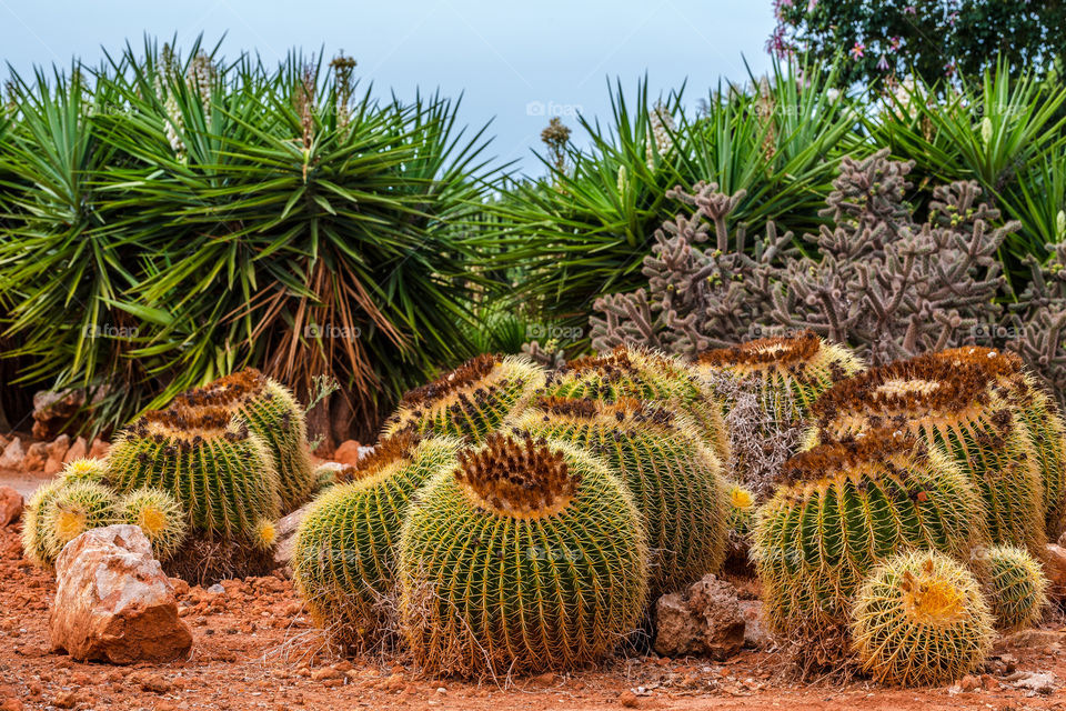 Lots of cacti