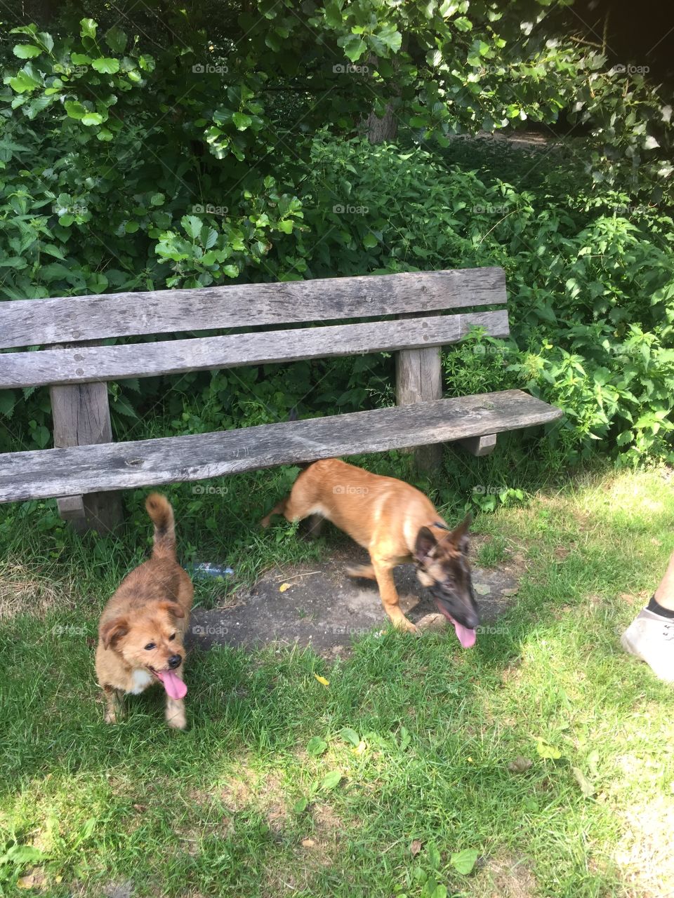 2 dogs at a wooden bench