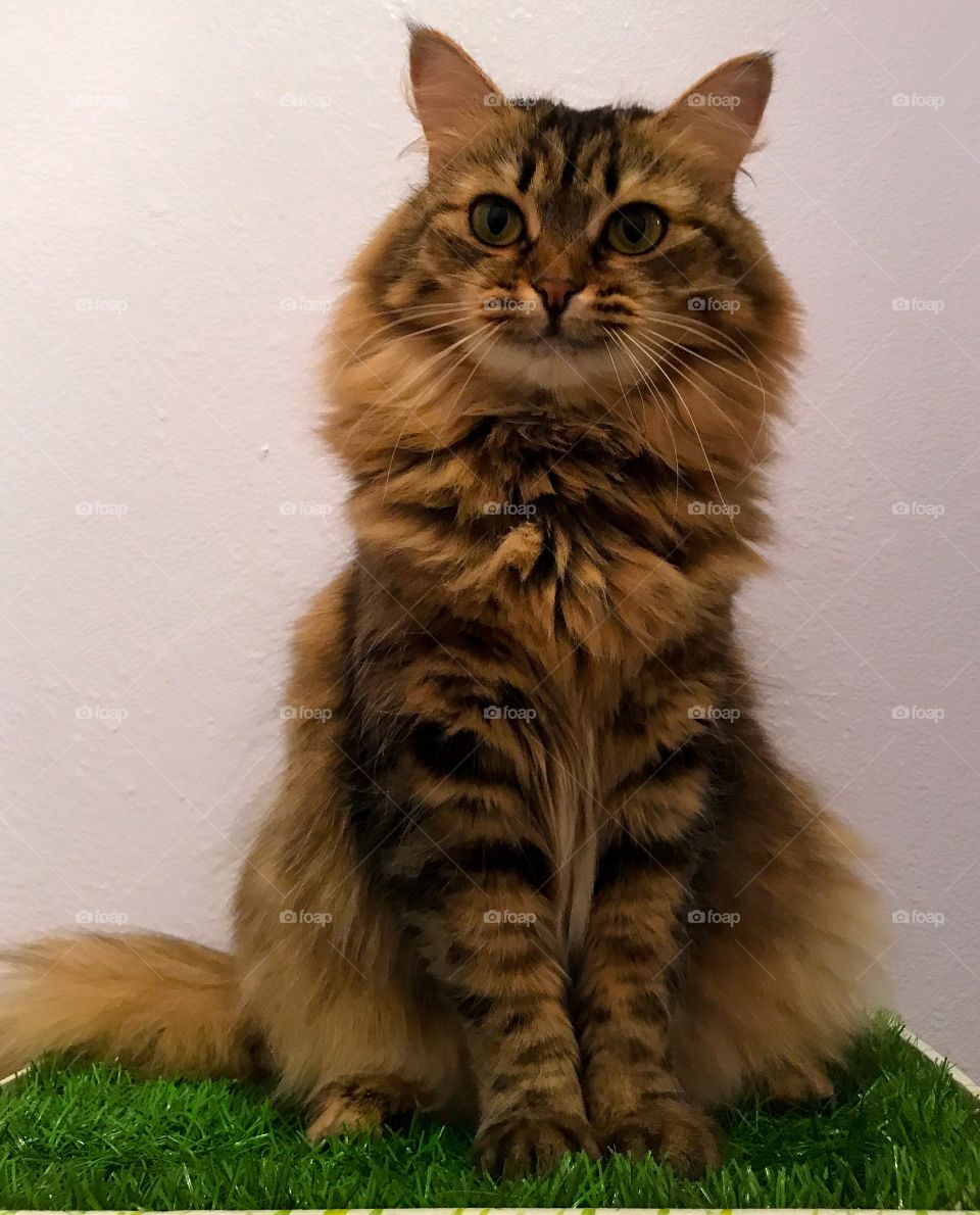 Siberian cat