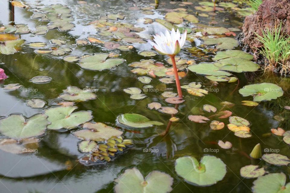 Pool, Lotus, Water, Lily, Lake