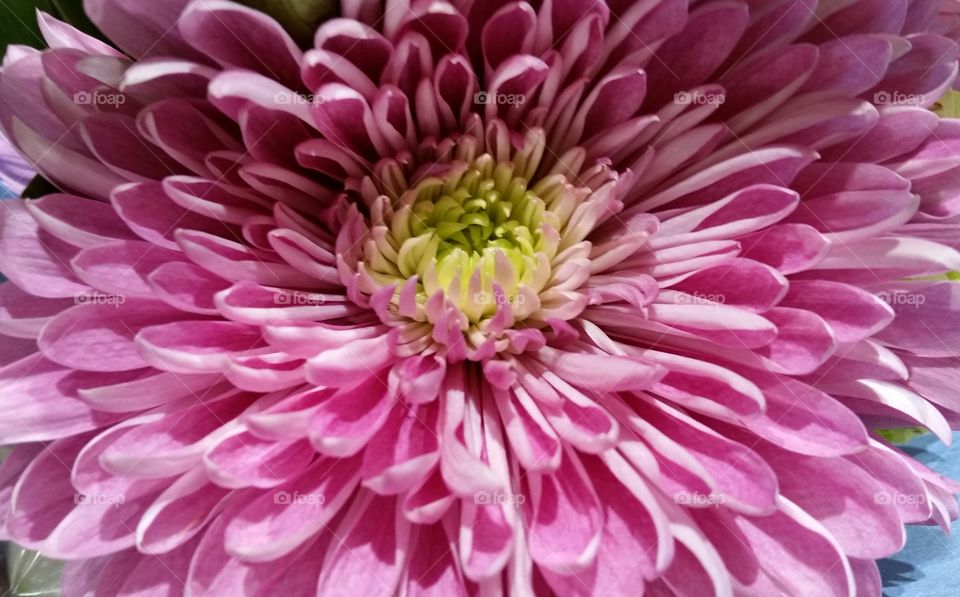 Pink Mum