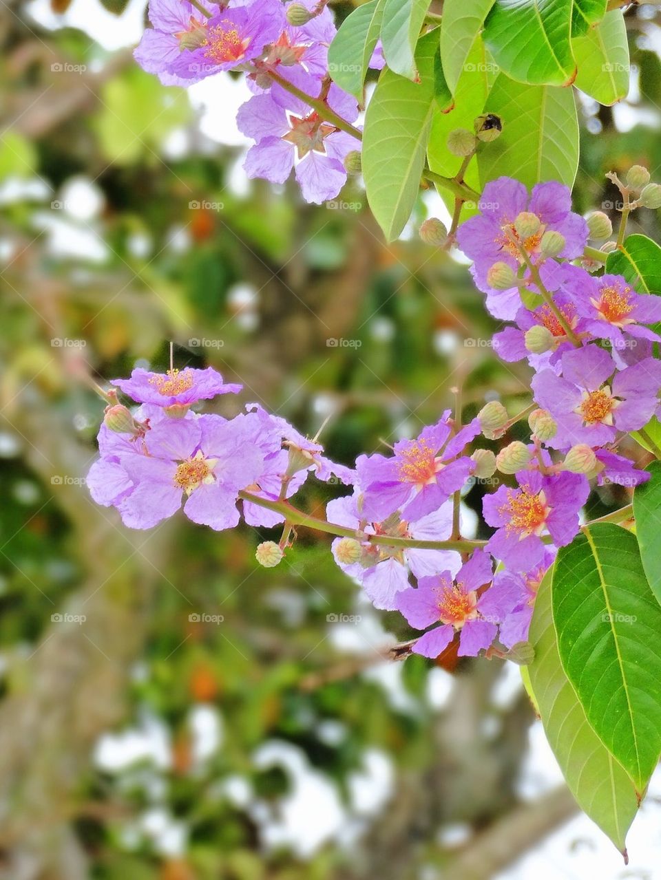 Purple flowers