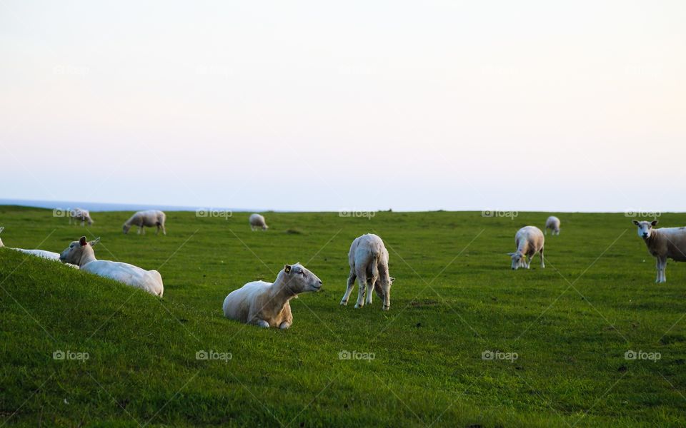 Sheep outdoors on a green field