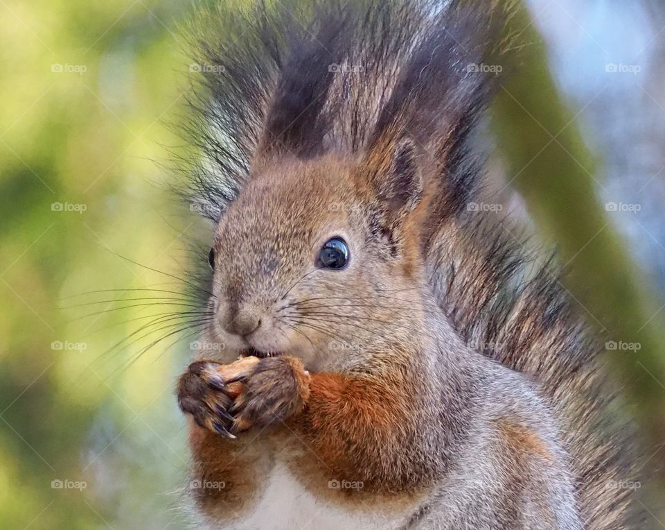Squirrel