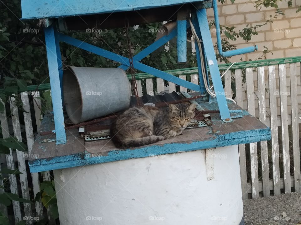 cat on the well