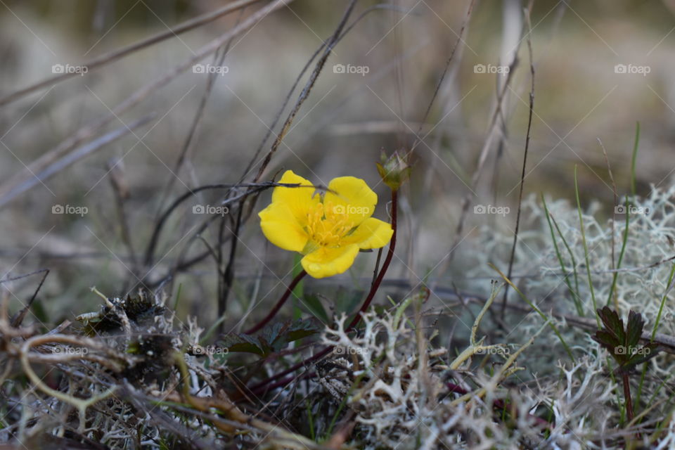 Yellow flower in the Moss