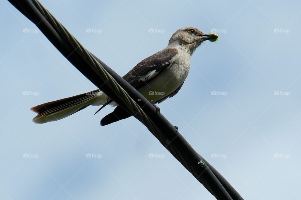 Mockingbird perching on wire