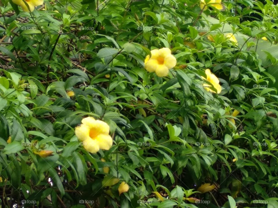Yellow Flower In The Green Leaves