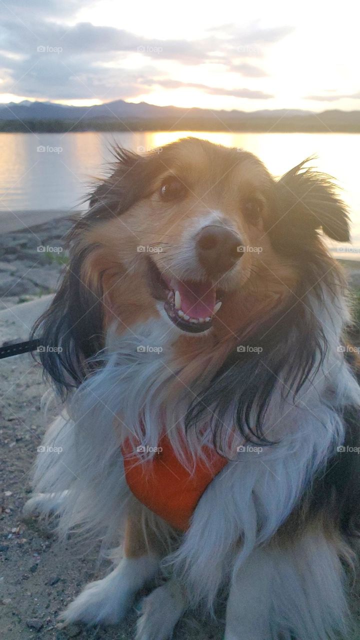 Beautiful sheltie Suzy Q smiling in front of sunset on a good walk