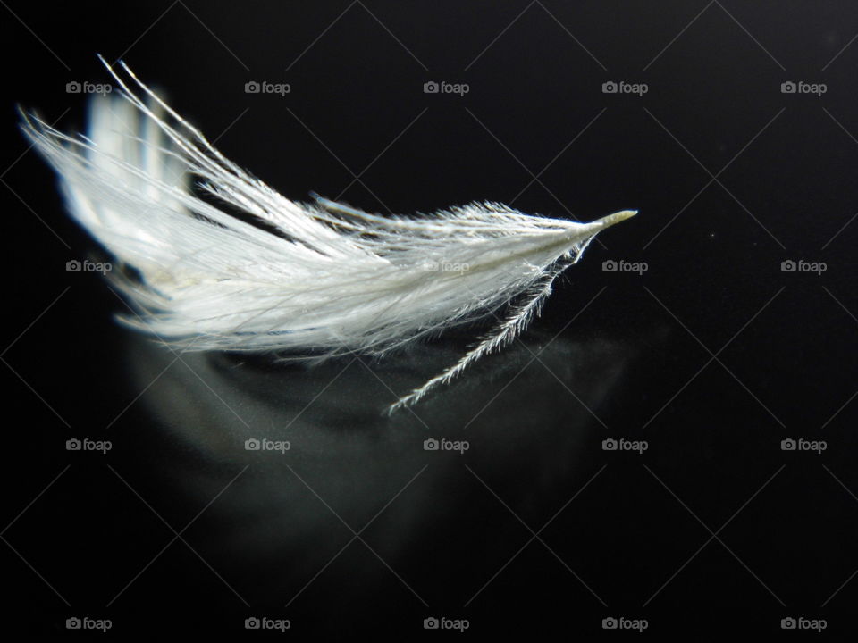 White feather on black background