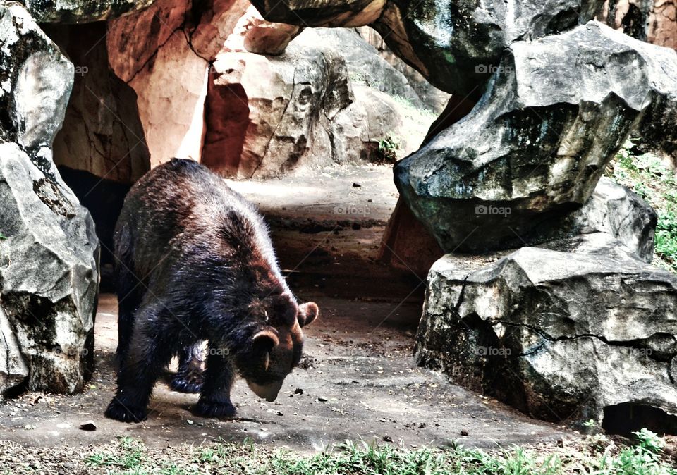 Bear in a stone house, in HDR view.