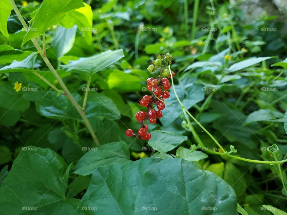 A beautiful forest ground cover with bright red berries located under the tree canopy shade with sublte dappled sunlight peering through.