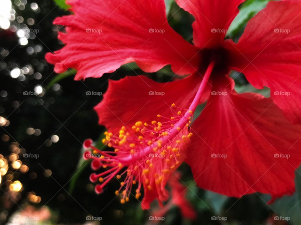 A beautiful red flower in the neighborhood. Great small dots among the green leaves, full of life and beauty.