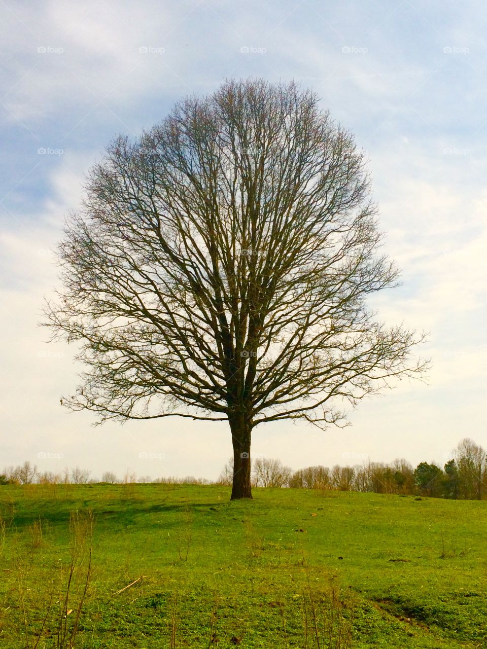 It’s funny how a tree can be just as beautiful, even without its leaves! I captured this picture while visiting my family’s farm. 