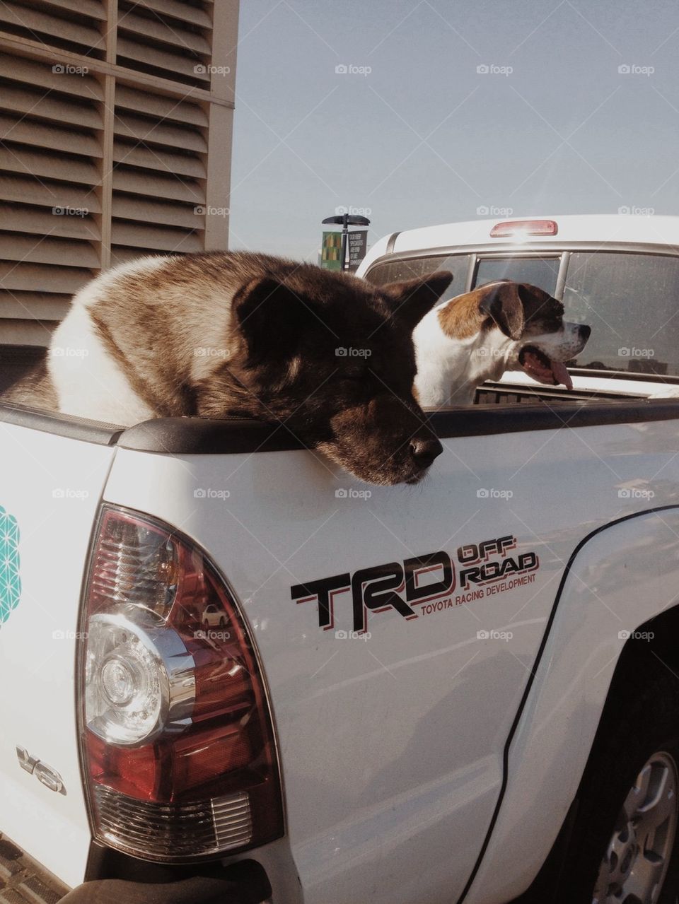 Puppies in the truck