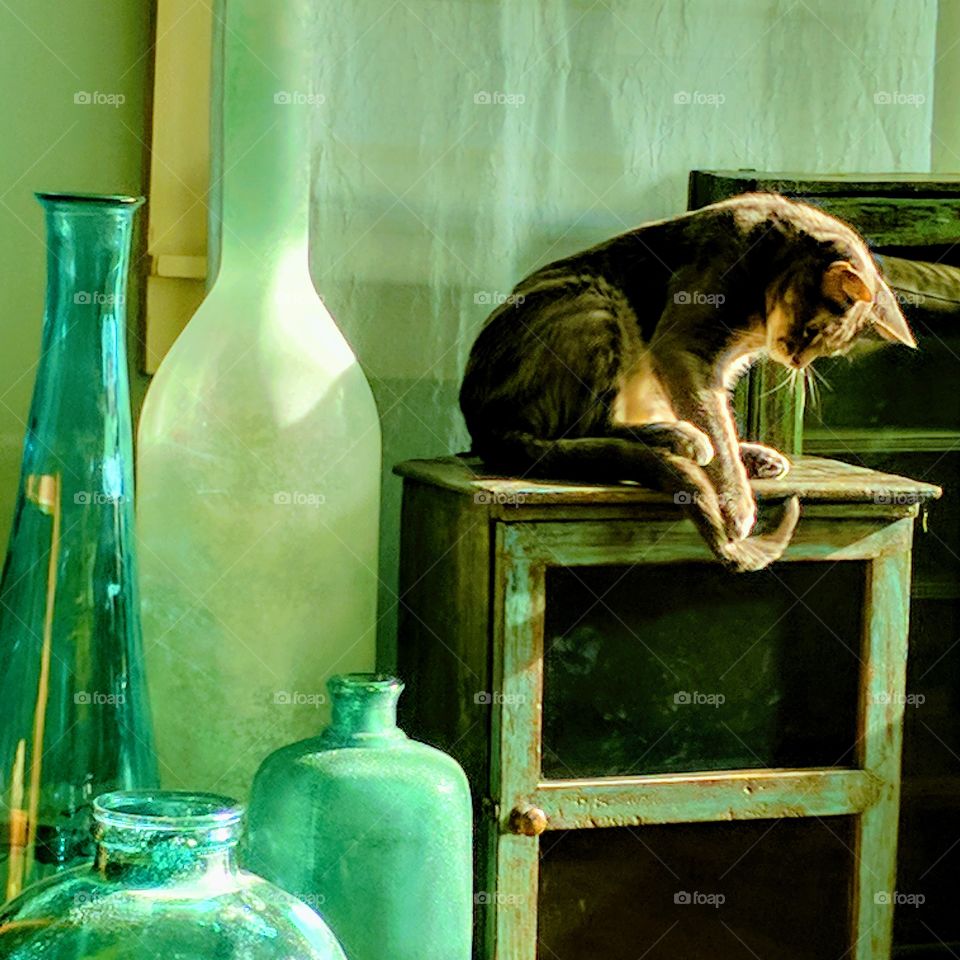 Playful Cat In Sunlight