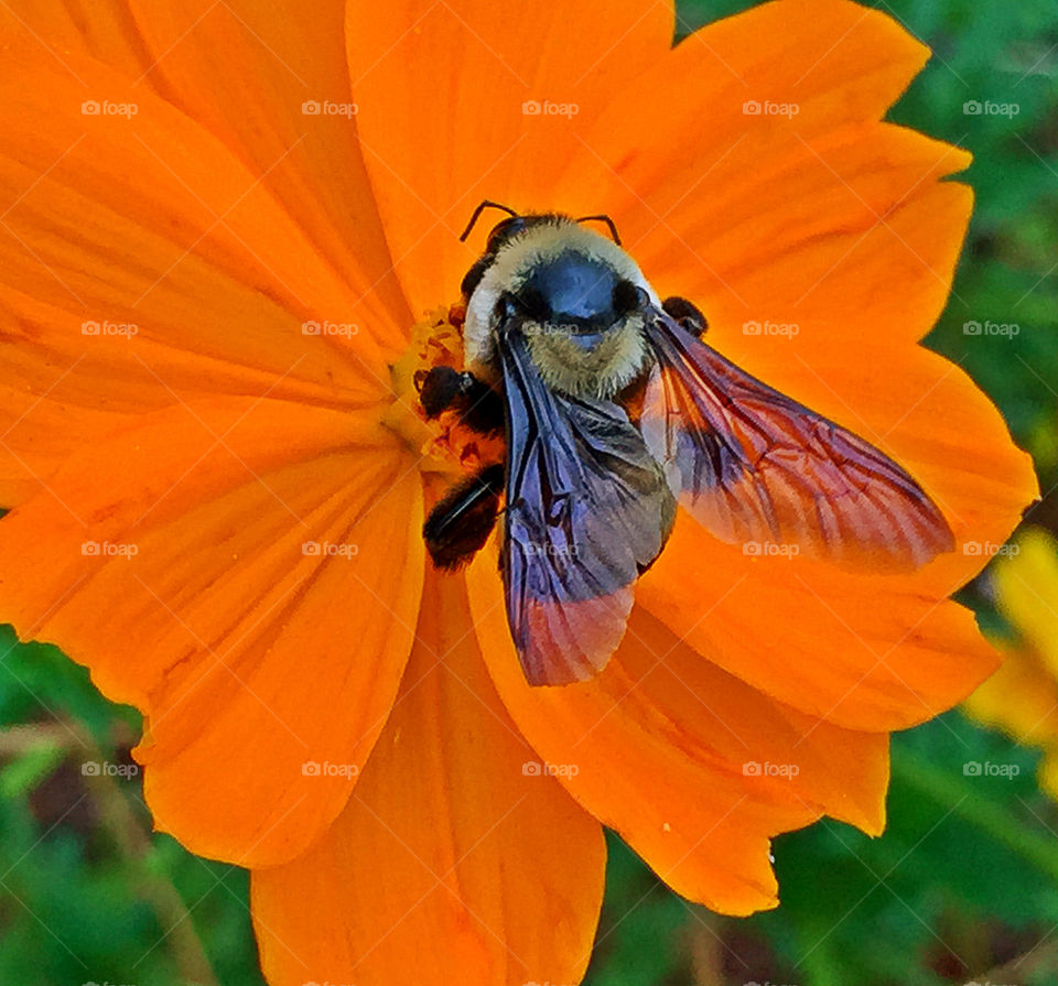 Bee on orange flower