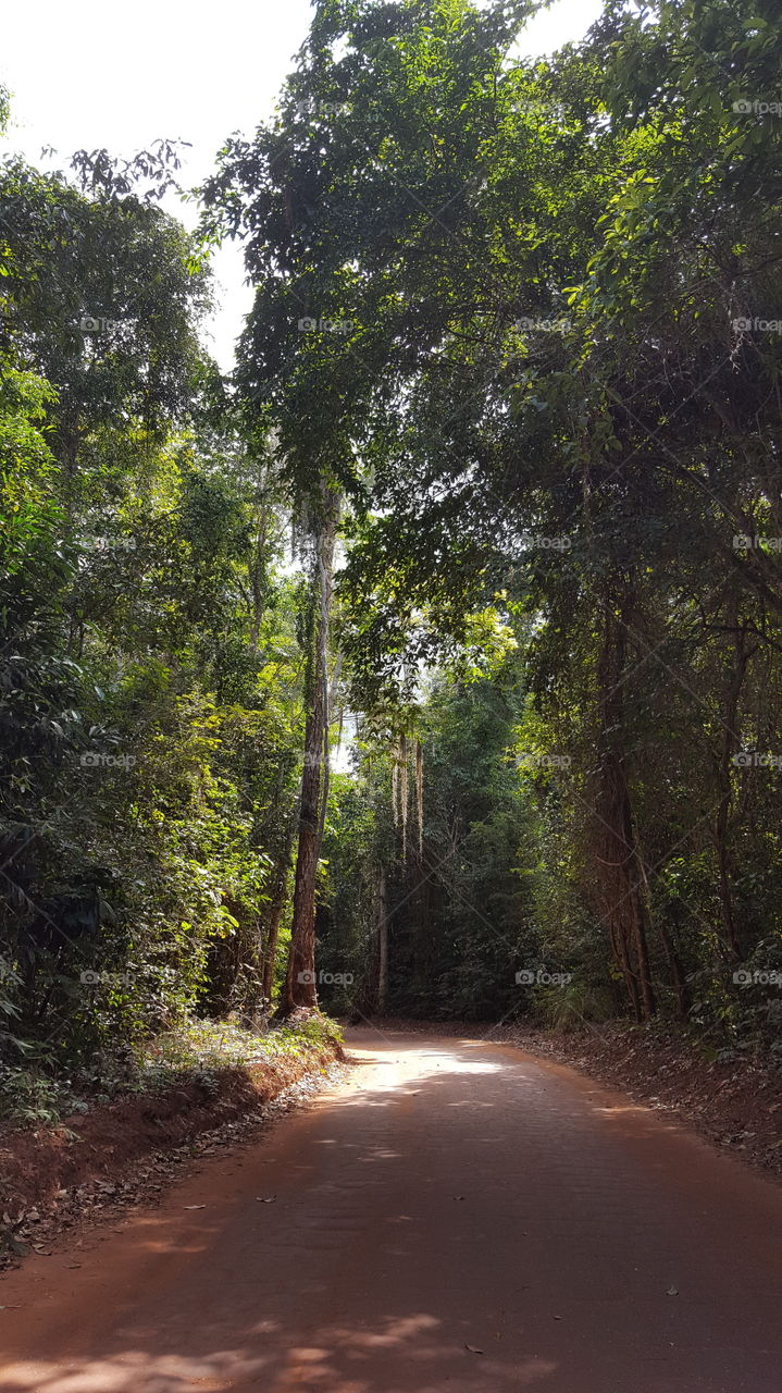 Estrada em meio a floresta