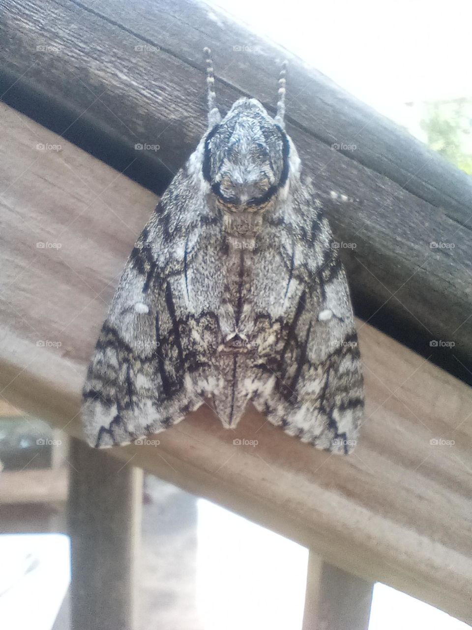 moth