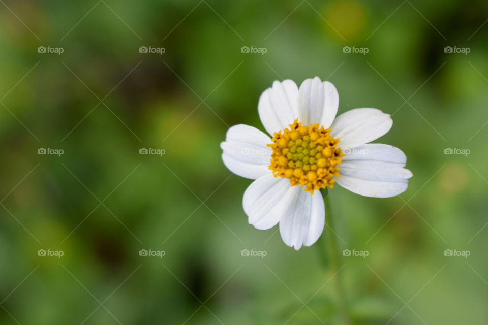 A solitary wild flower blooming with a lush green background on a summer morning...