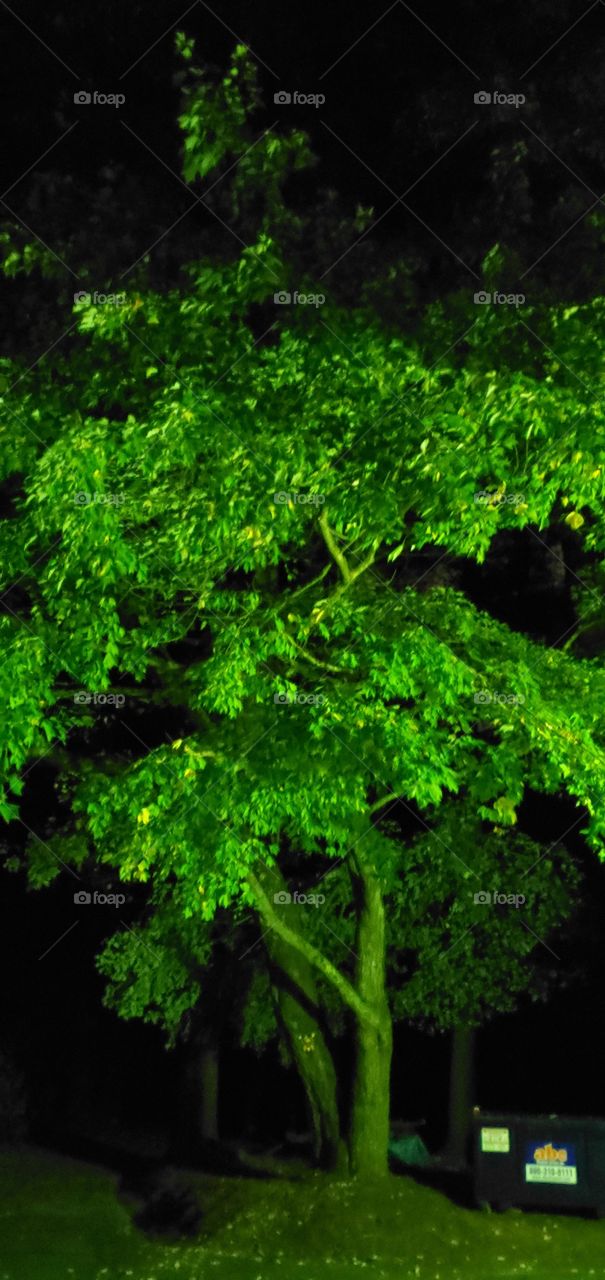 Night photo of tree in woods. Tree and bark are green color. All of tree appears color green.