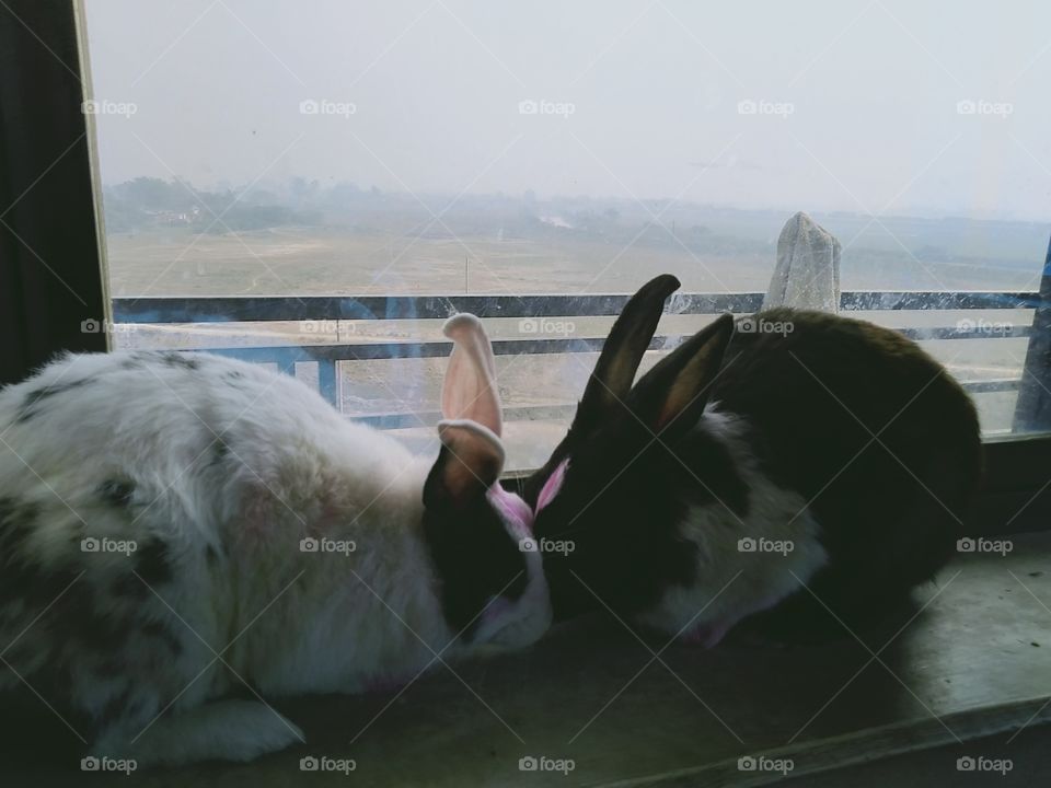 India UP Chandauli two rabbits sitting on the balcony