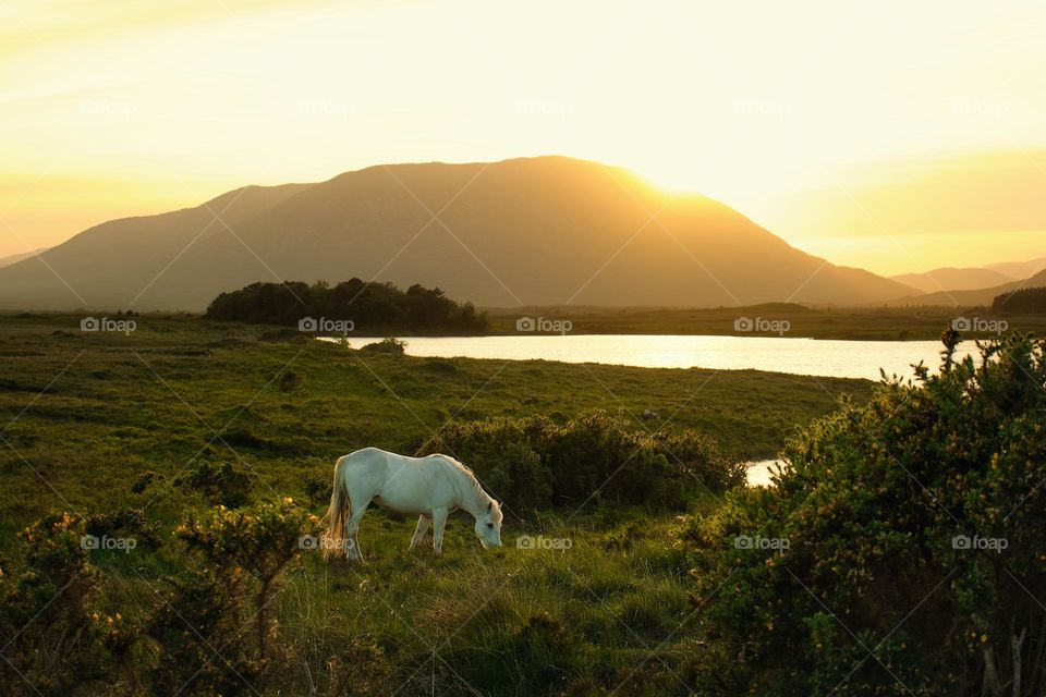 White horse by the lake at sunset in Connemara National park ,county Galway ,Ireland