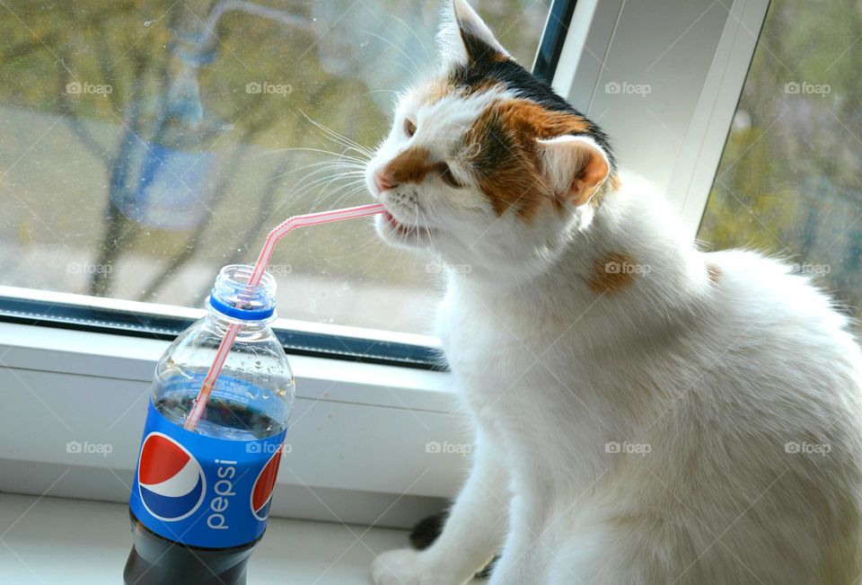 cat playing, drinking Pepsi 😸